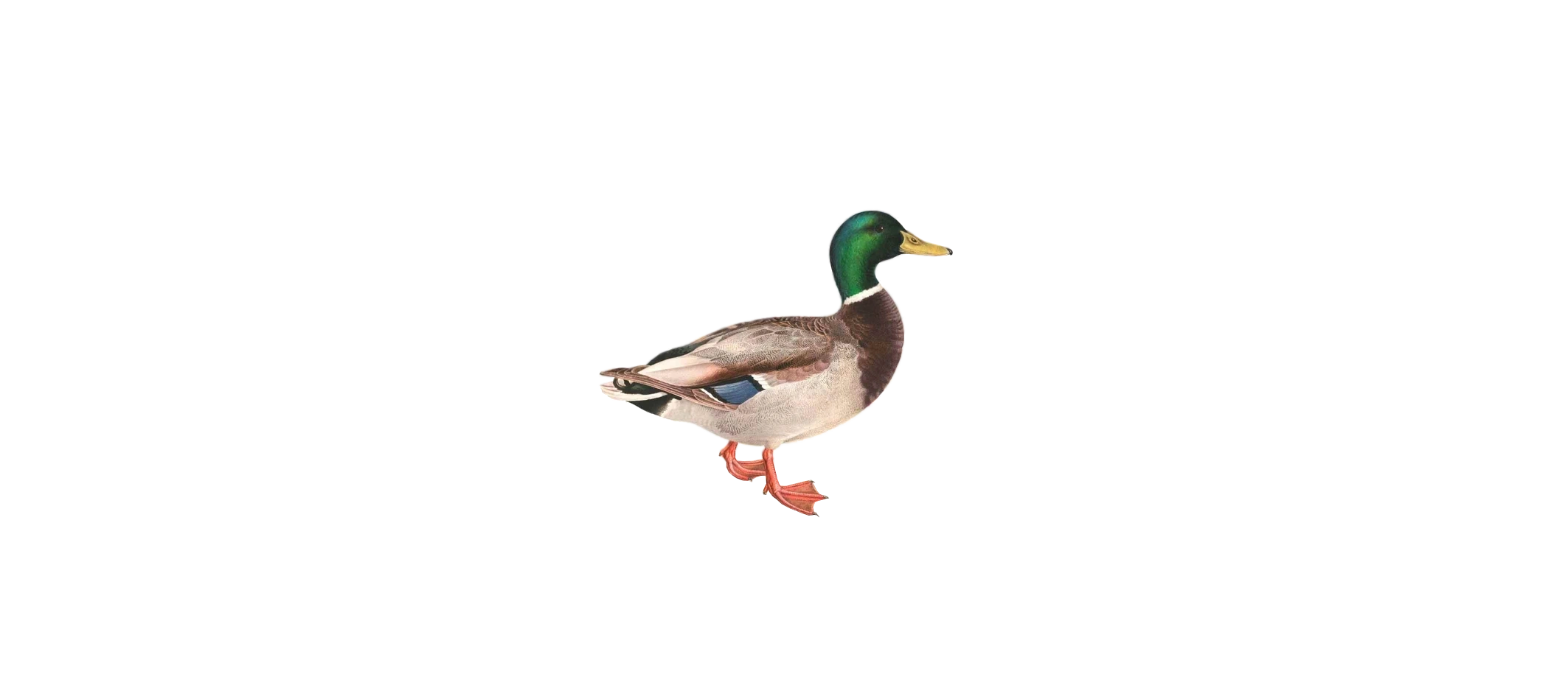 Illustration of a mallard duck for Woodstock Brewery