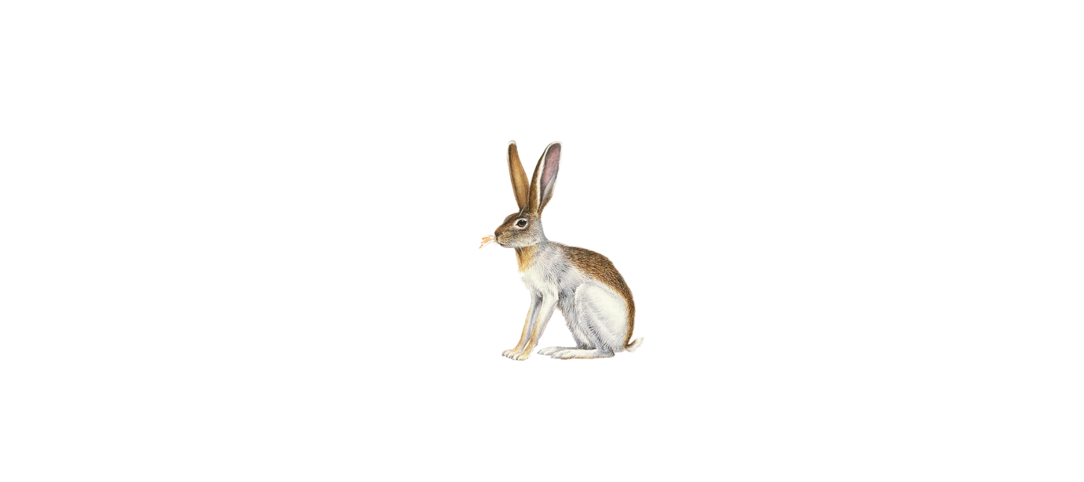 Illustration of a hare for Woodstock Brewery