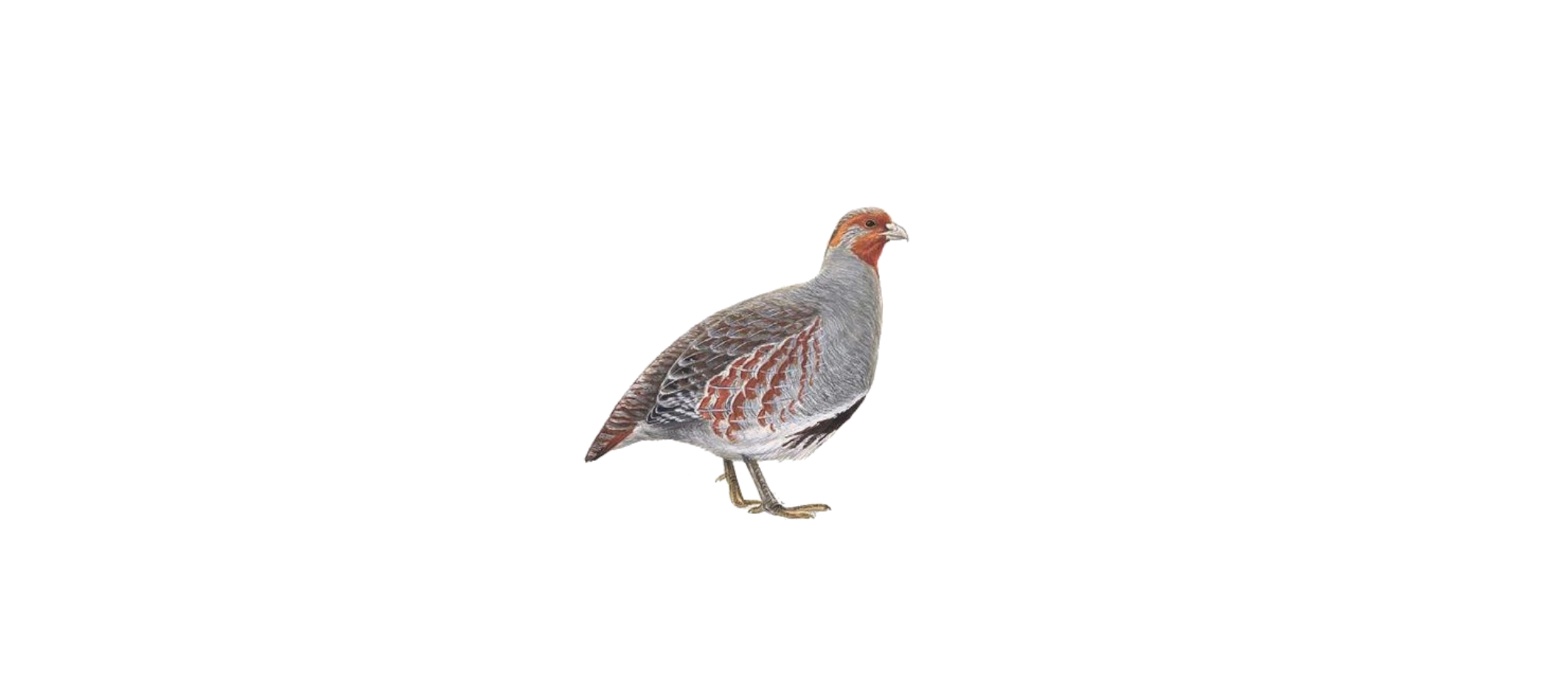 Illustration of a partridge for Woodstock Brewery
